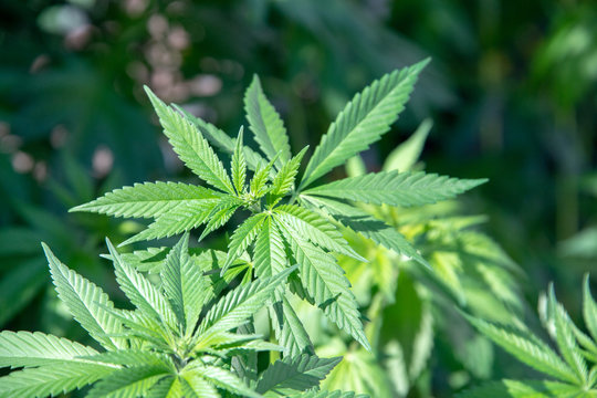 legal marjuana plant close up
