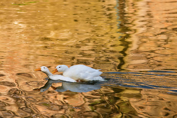 Naklejka premium Swans lead love in the water