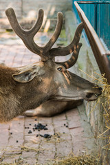Naklejka premium deer in captivity