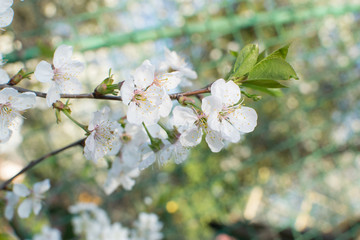 Beautiful Cherry Flowers in Spring Garden