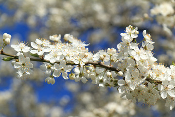 beginning of flowering in orchards/ white flowers and buds of a cherry tree in the rays of the spring sun