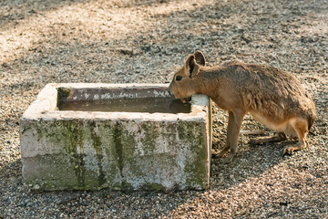 Naklejka premium The Patagonian mara resembles a jackrabbit.