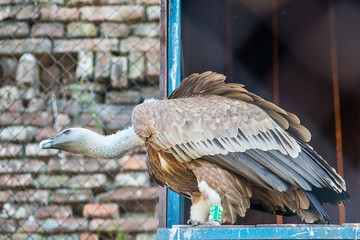 Naklejka premium Griffon vulture in captivity