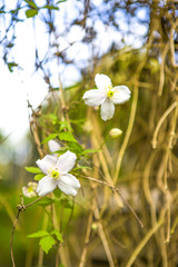 Floraison d'une clématite au printemps