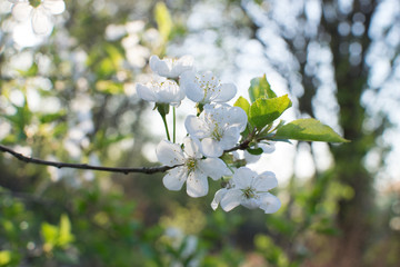 Beautiful Cherry Flowers in Spring Garden