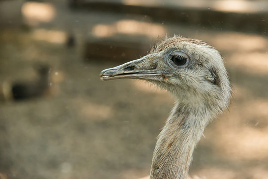 Closeup of Common ostrich