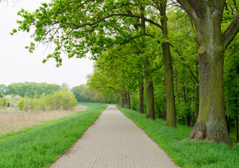 Fototapeta na wymiar Country Path in Old Green Park