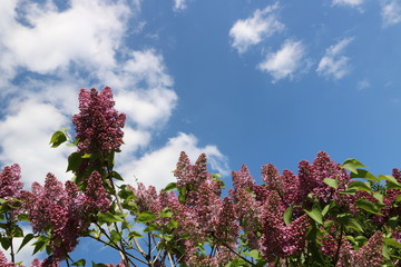Fliederblüten unter blauem Himmel mit Wolken