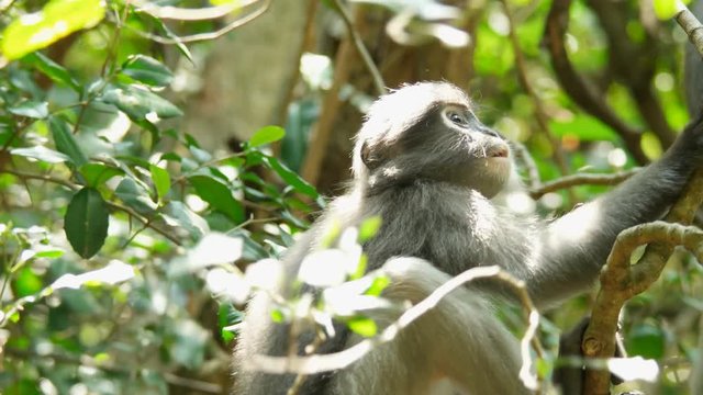 Dusky leaf monkey (Trachypithecus obscurus) in wild, Thailand.