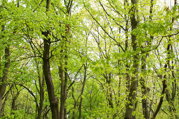 Green Trees in Spring Park