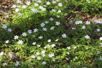 forest with wood anemones in spring