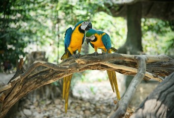 Pair of blue and yellow gold macaw parrot on wood © Prin