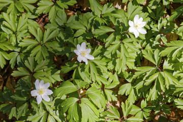 forest with wood anemones in spring