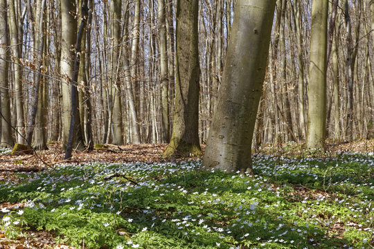 forest with wood anemones in spring