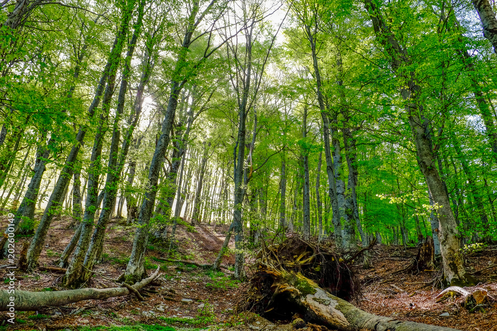 Wall mural dead beech tree with roots reaching out to the sky. high green beech trees in the background