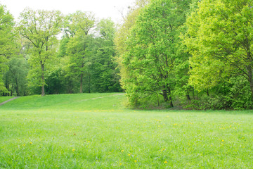 Obraz na płótnie Canvas Beautiful Spring Meadow