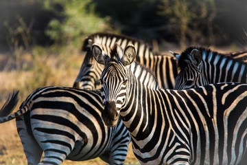 Fototapeta na wymiar curious zebras in krueger national park south africa