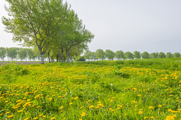 Trees along a field in sunlight in spring