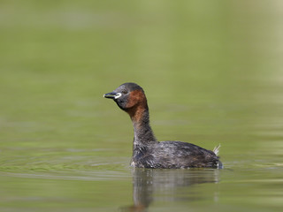 Little grebe or Dabchick, Tachybaptus ruficollis