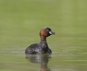 Little grebe or Dabchick, Tachybaptus ruficollis