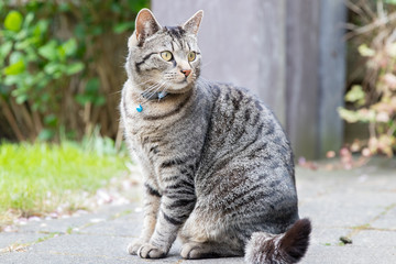 Naklejka na ściany i meble Portrait of a gray-brown male tabby cat in the backyard