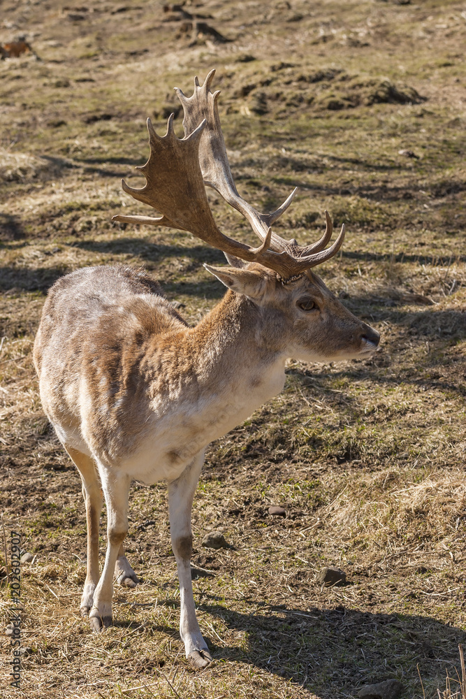 Canvas Prints Fallow deer buck on a meadow