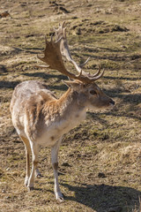 Naklejka na ściany i meble Fallow deer buck on a meadow