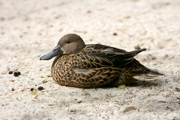 Cinnamon teal duck