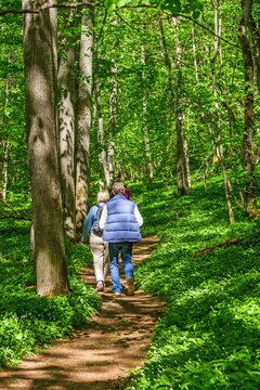 People walking on a path in a deciduous forest