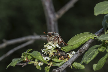 Maikäfer auf Mirabellenblüte