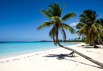 Beach and palm trees on beautiful island