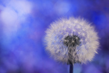 Dandelion on the blurry blue background