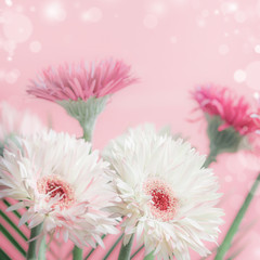 Pastel color daisy or gerbera flowers bunch at pink background with bokeh , front view, close up