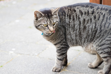 Portrait of a gray-brown male tabby cat in the backyard