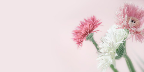 Pastel color flowers at pink background, front view, close up, banner