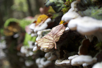 la foglia nel bosco