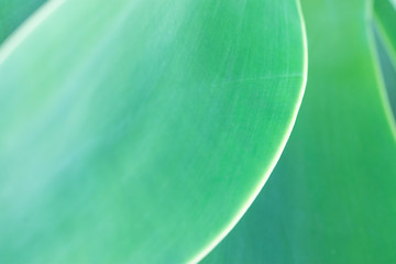 Blurred Abstract Botanical Nature Background. Elegant Large Light Green Palm Leaf. Natural Soft Greenery Color. Background Wallpaper Poster Template. Organic Cosmetics Wellness Spa Concept