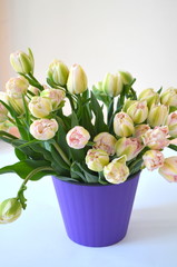 Tulip Finola Терри ранний розовый и Avantgarde нежный желтый