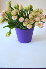 Tulip Finola Терри ранний розовый и Avantgarde нежный желтый