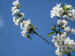 Blossom bloom of cherry or sakura. White flowers of blooming tree branches on sky background at spring. Nature seasonal tender zen landscape