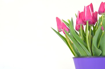 Jevgenia разноцветный тюльпан фиолетовый малиновый цвет