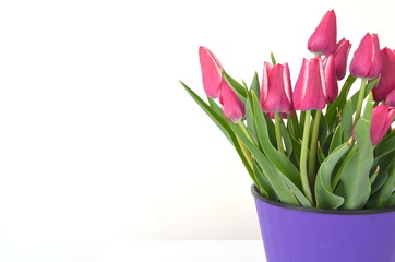 Jevgenia разноцветный тюльпан фиолетовый малиновый цвет
