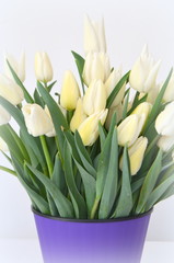 Тюльпаны Snow lady. Красивые белые тюльпаны на белом фоне. Место для надписи - открытка

