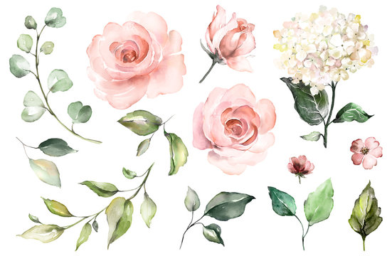 Set watercolor elements of roses, hydrangea.collection garden pink flowers, leaves, branches, Botanic  illustration isolated on white background.  bud of flowers