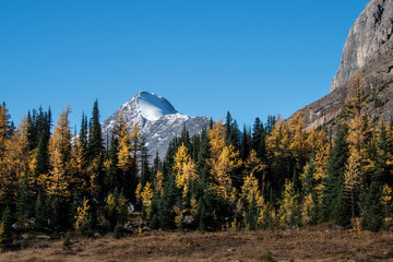 Snow capped mountain peak in Lake O'Hara,Yoho National Park,Canadian Rockies