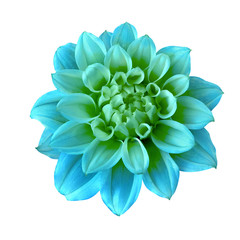 Flower cyan  green dahlia isolated on white background. Close-up. Macro. Element of design.