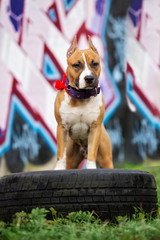 american staffordshire terrier puppy posing outdoord