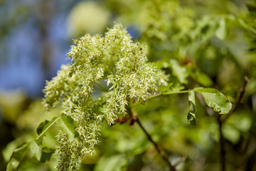 spring park with flowers