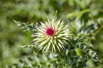 nice flower on field