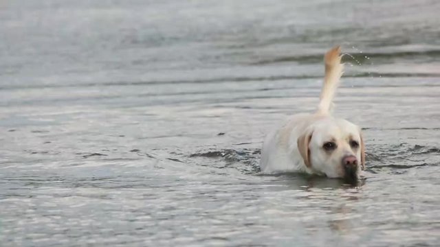 nice dog in water, slow motion